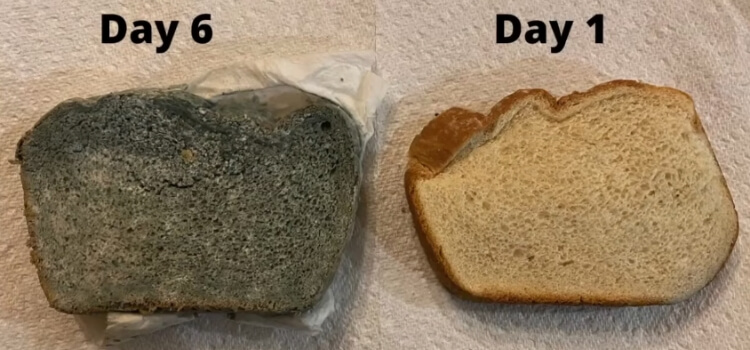 Why Doesn't Bread Mold Anymore